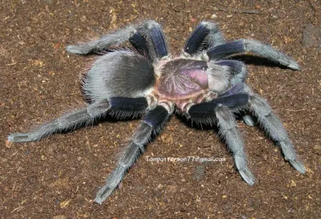Roatan Island Purple tarantula for sale