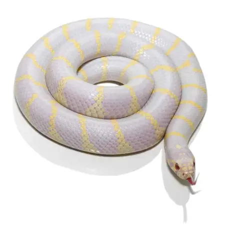 California kingsnake for sale