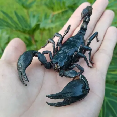Asian forest scorpion for sale