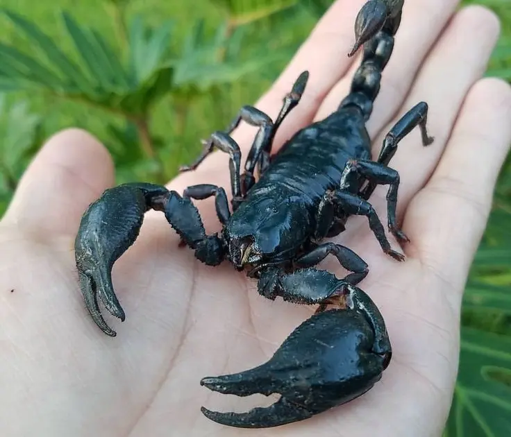 Scorpion for sale