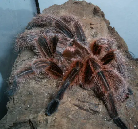 Chilean rose roedhair tarantula for sale
