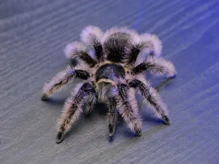 curly hair tarantula for sale