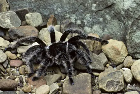 curly hair tarantula for sale