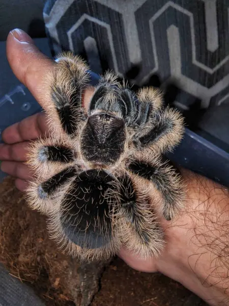 curly haired tarantula for sale