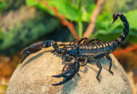 Emperor scorpion for sale