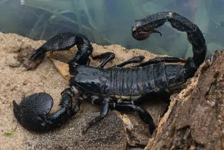 emperor scorpions for sale