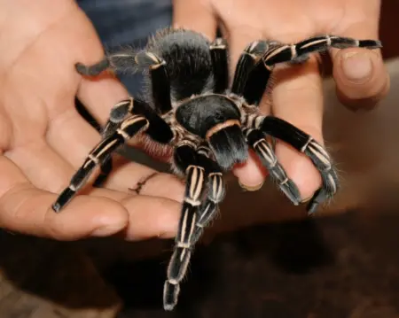 striped knee tarantula price