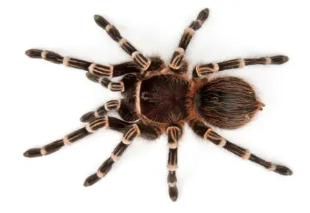 striped knee tarantula for sale