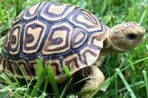 tortoise for sale