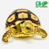 African Sulcata tortoise for sale