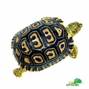 Giant leopard tortoise for sale