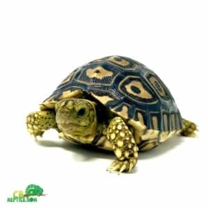 Giant South African leopard tortoise for sale