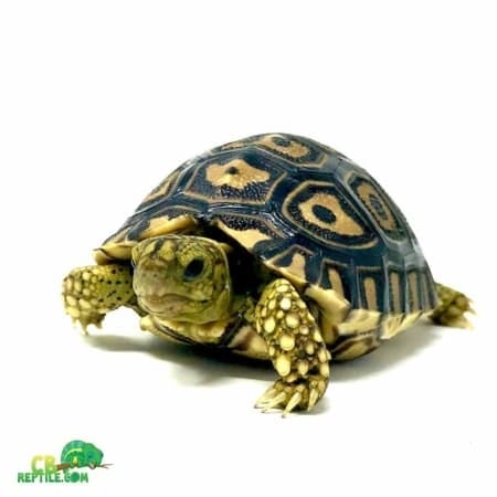 Giant South African leopard tortoise for sale