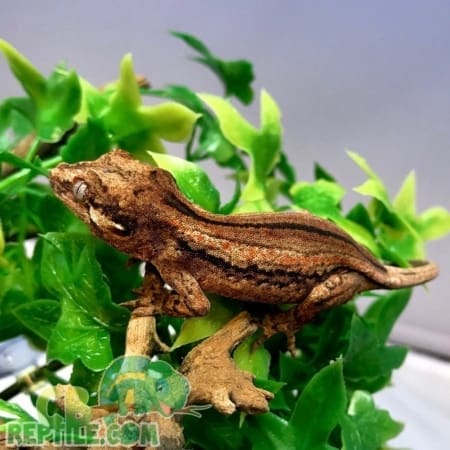 Striped Gargoyle gecko for sale - Image 2