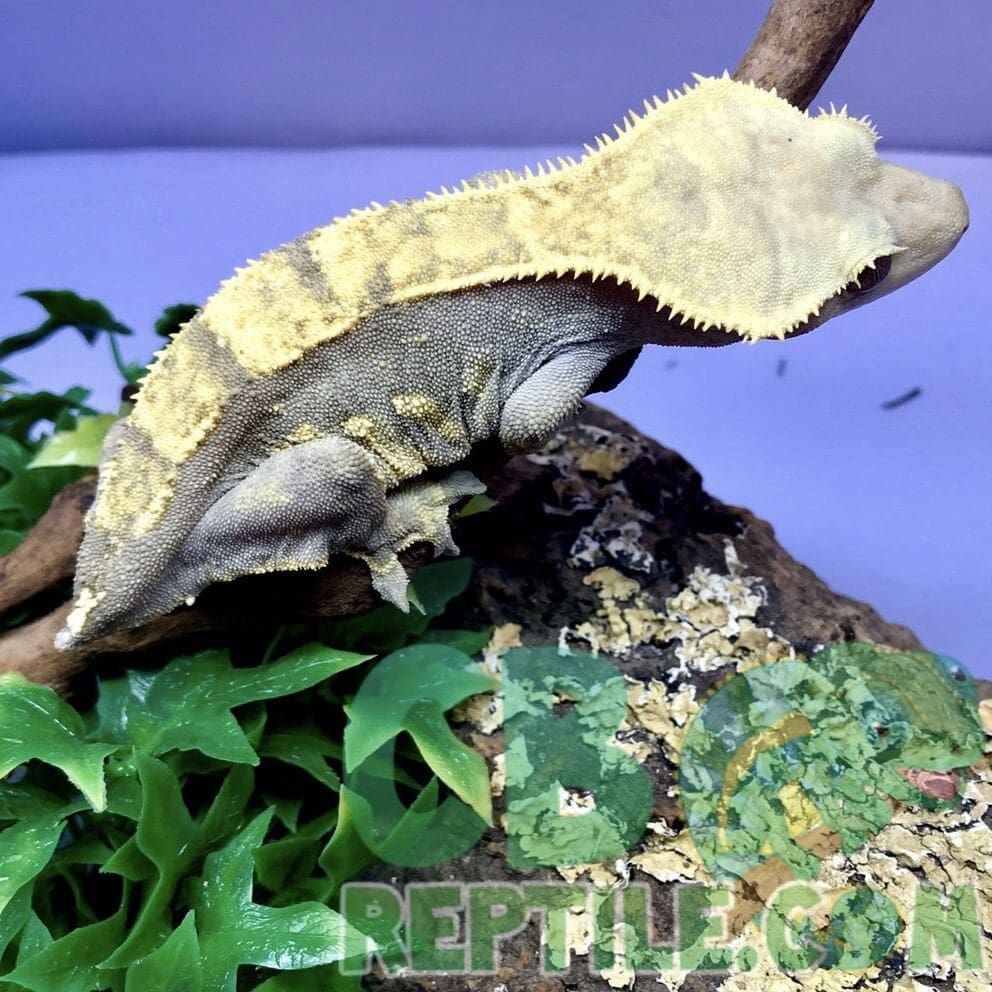 Flame crested gecko for sale online baby flame crested ...