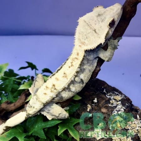 Extreme Harlequin Crested gecko for sale - Image 2