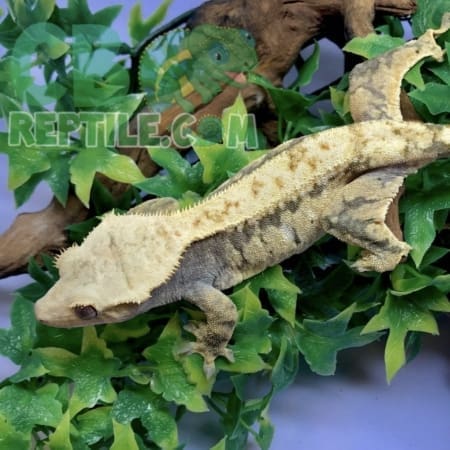 extreme harlequin crested gecko