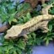 extreme harlequin crested gecko