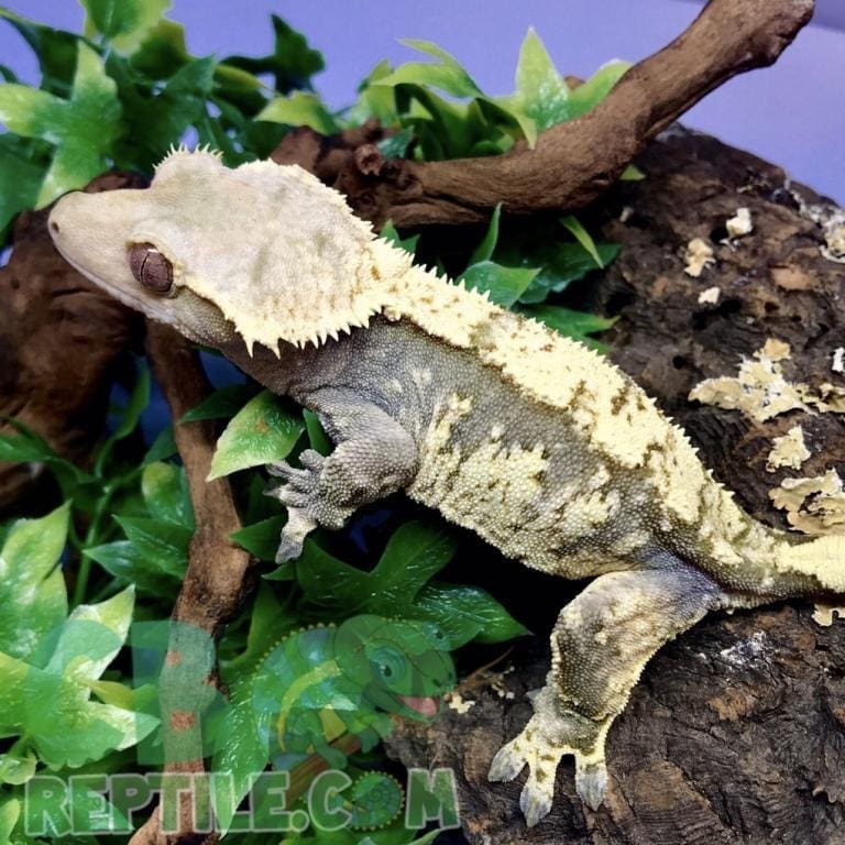 Crested Gecko Near Me Urban Pet Delights
