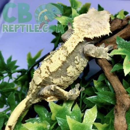 Harlequin Crested gecko for sale - Image 2