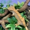 Orange Tiger Flame crested gecko