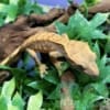 Orange tiger Crested gecko