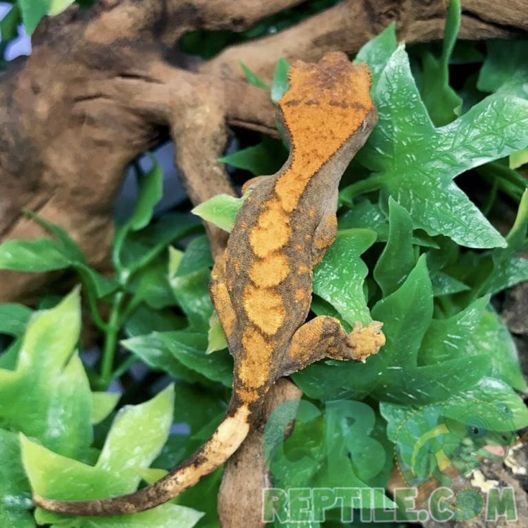 Orange Tiger Flame crested gecko for sale online by top breeders
