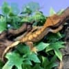 Orange Tiger Flame Crested gecko