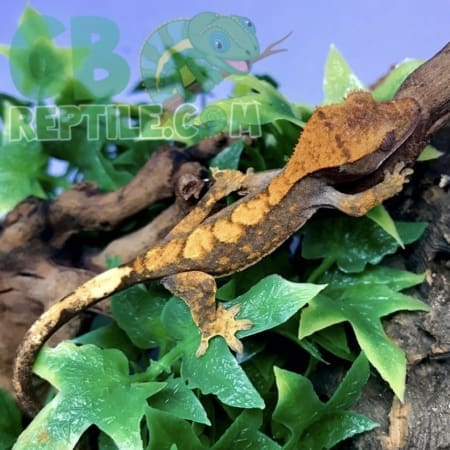 Orange Tiger Flame Crested gecko