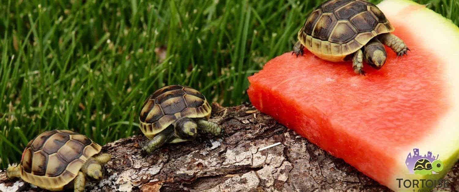 baby golden greek tortoise