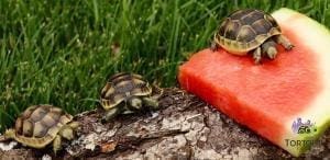 Greek tortoise for sale