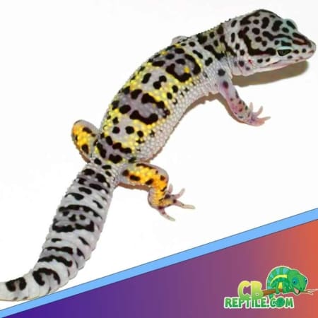 Mack snow leopard gecko for sale