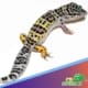 Mack snow leopard gecko for sale