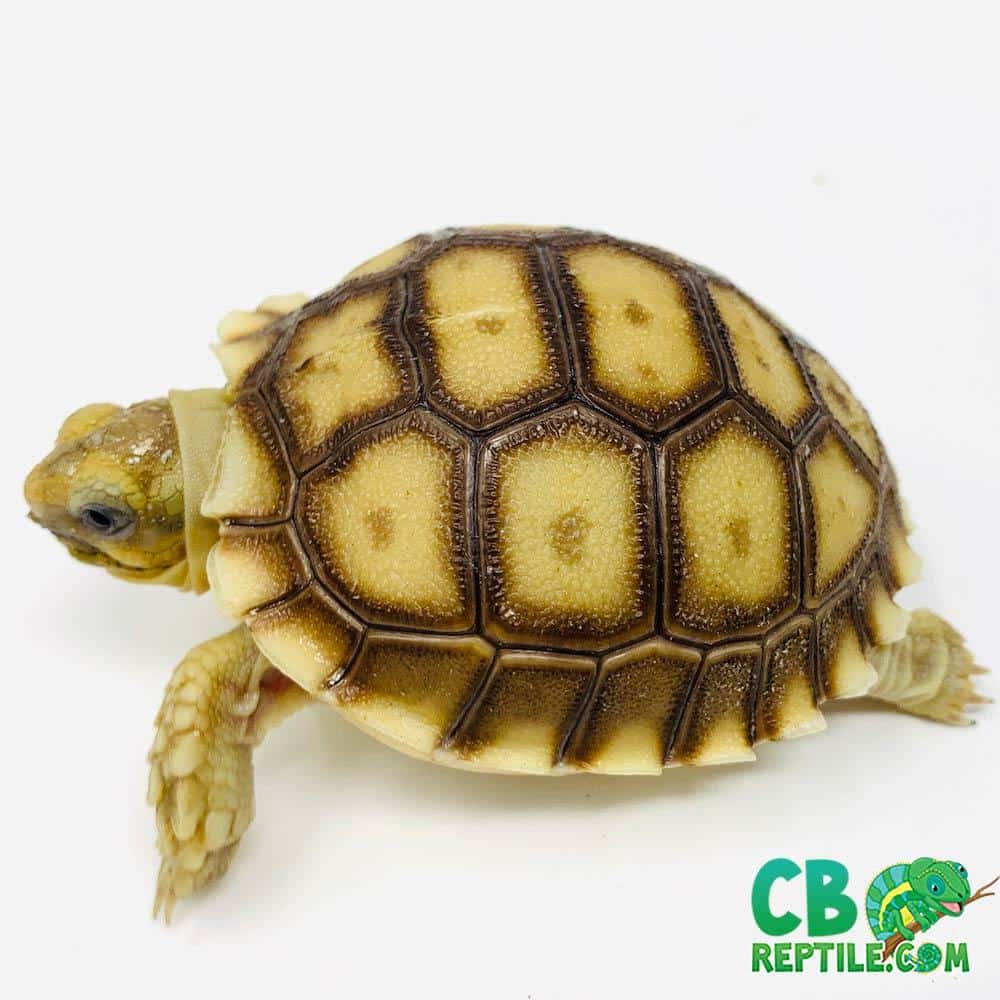 Sulcata for sale