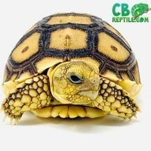 Sulcata tortoise breeders