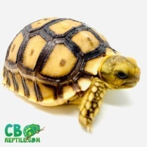 Sulcata tortoise for sale