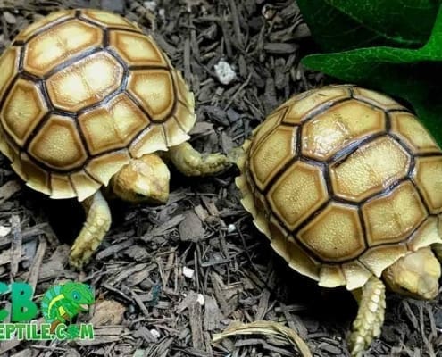 Sulcata for sale