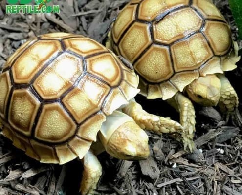 Sulcata tortoise for sale