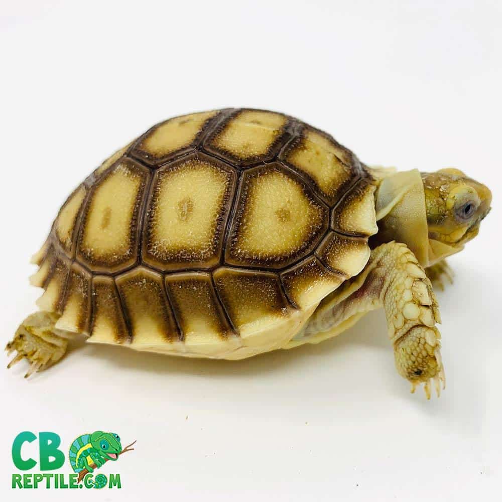 Sulcata tortoise