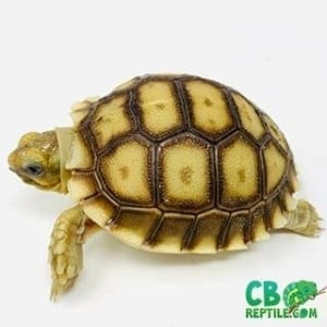 Baby Sulcata tortoise