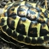 Western Hermann's Tortoise