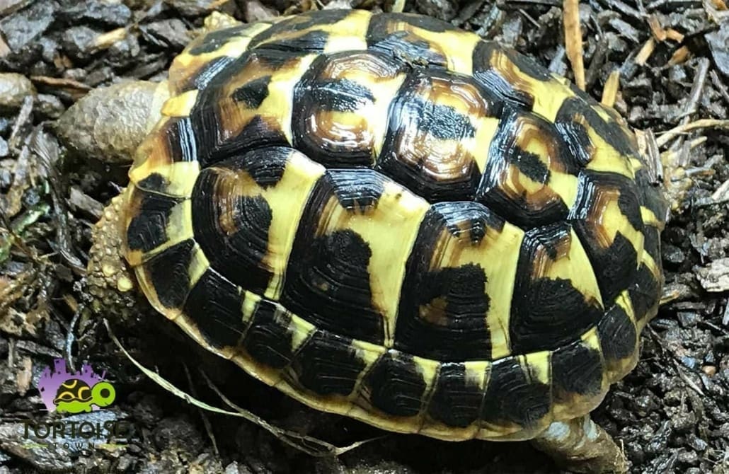 Western Hermann's Tortoise