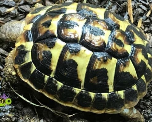 Western Hermann's Tortoise