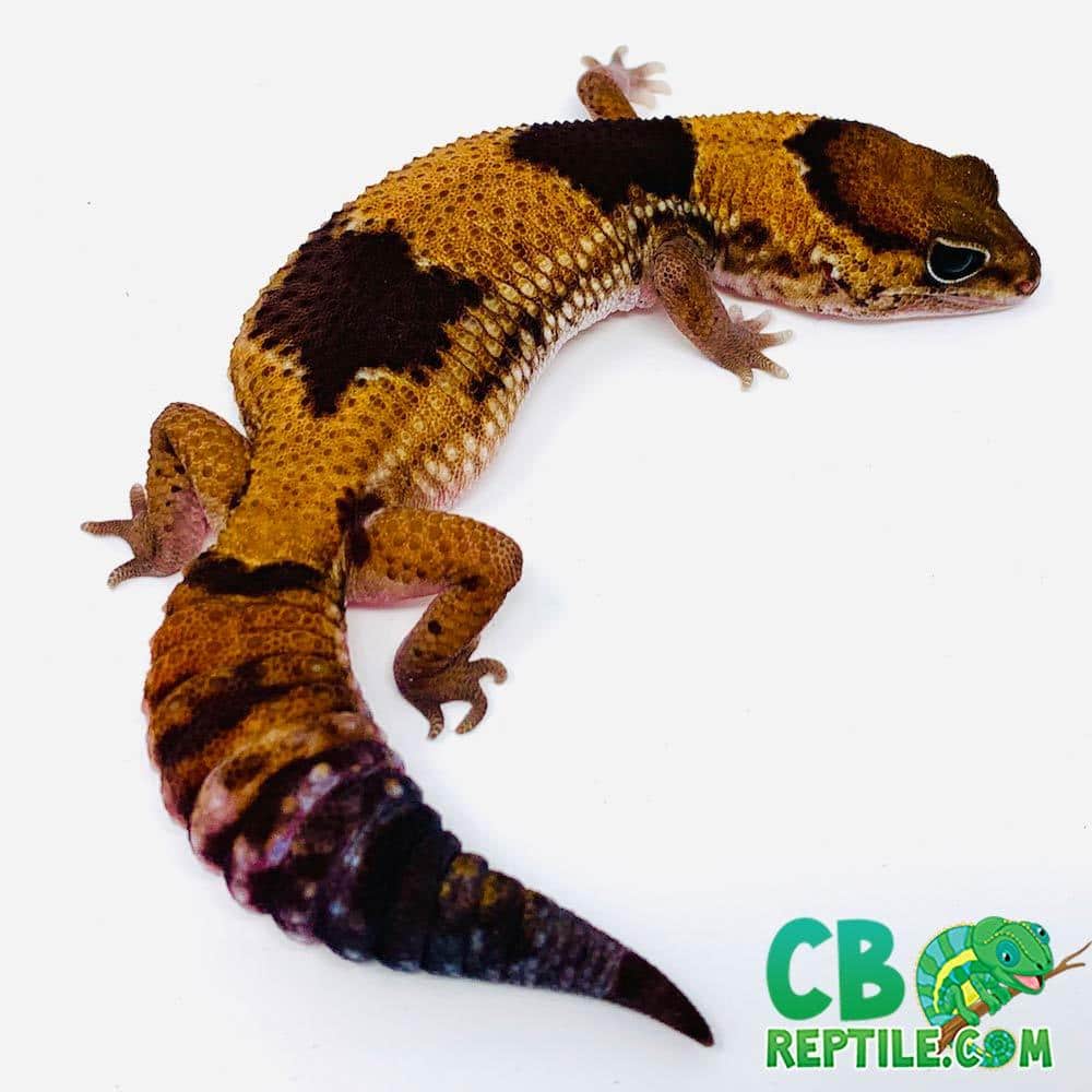 captive bred wild type fat tailed gecko