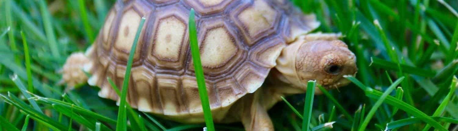 sulcata tortoise for sale