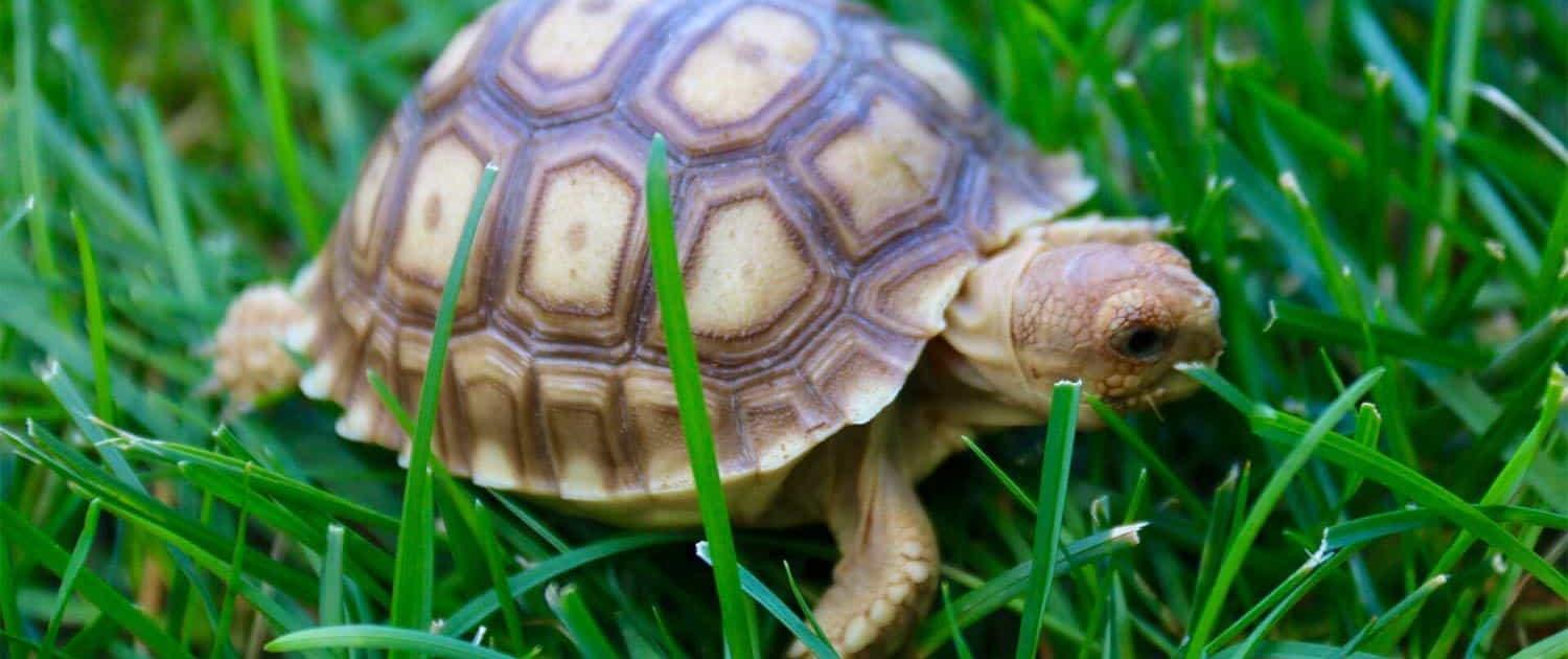 sulcata tortoise for sale