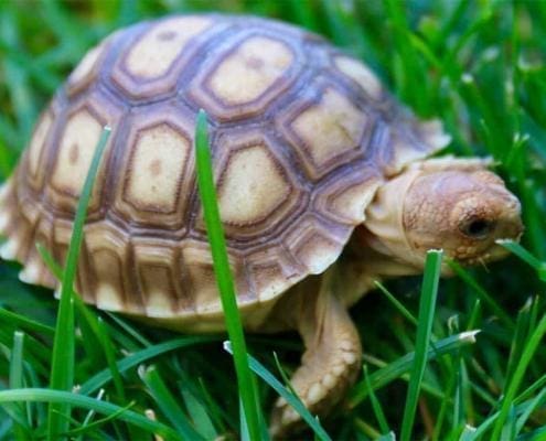 sulcata tortoise for sale