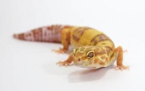 albino leopard gecko