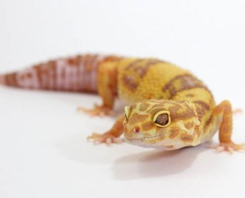 albino leopard gecko