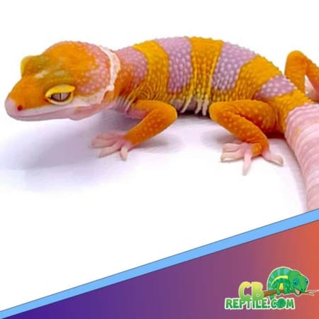 Albino leopard gecko for sale